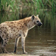 Illustration for article titled Wednesday Hyena - Crocuta crocuta Edition